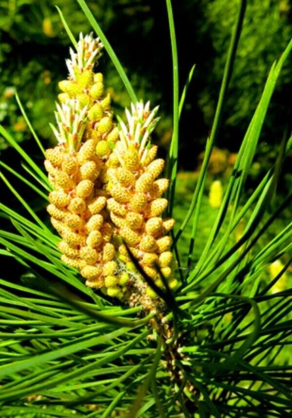 (15) 1020" Loblolly pinus taeda Pine Bonsai BAREROOT Tree Seedlings