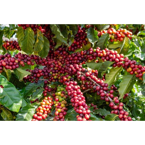 15 ARABICA COFFEE Tree Shrub Seeds - Grow your own coffee!