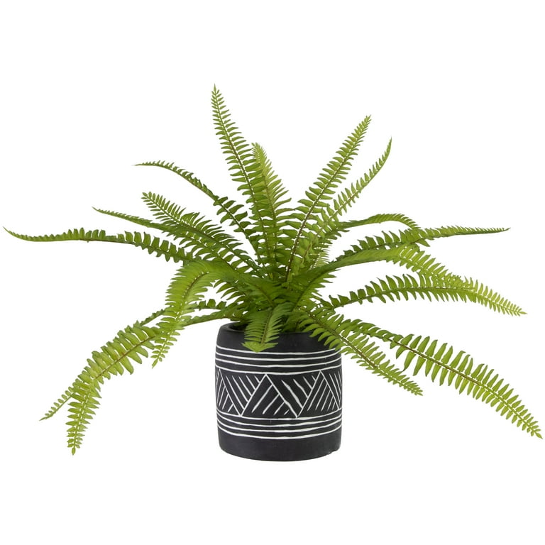 Boston Fern in Ceramic Pot Boston Fern in Ceramic Pot