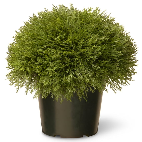 15" Artificial Globe Juniper