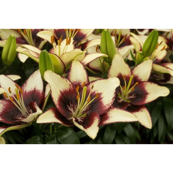 15 Asiatic Curitiba Lily Bulbs