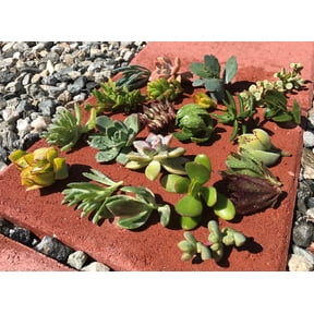 15 Assorted Varieties Live Succulent cactus Cuttings Garden Starter Plants