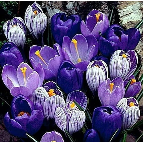 15 Blue Moon Crocus Bulbs for Forcing Indoors - Easy to Grow - Made in USA, Iowa - Grow in Water/Dirt Indoors or Plant Outdoors - Prechilled