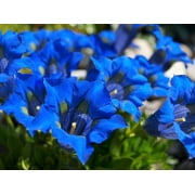 15 Blue STEMLESS GENTIAN Gentiana Acaulis Kochiana Flower Seeds