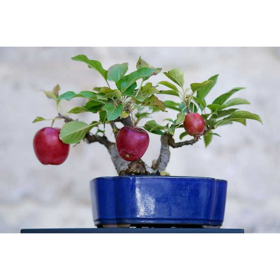 CZ Grain 15 Bonsai Apple Tree Seeds, Exotic Indoor Fruit, Low Germination Rate