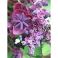 thumbnail image 1 of 15 CHOCOLATE VINE Edible Fruit Akebia Trifoliata Flower Ornamental Climber Seeds, 1 of 10