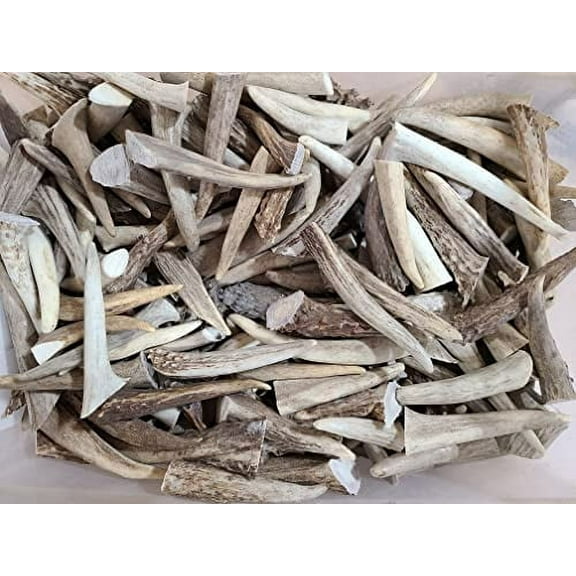 15 Deer Antler Tips for Crafting or Jewelry - 2-4 Inches Long