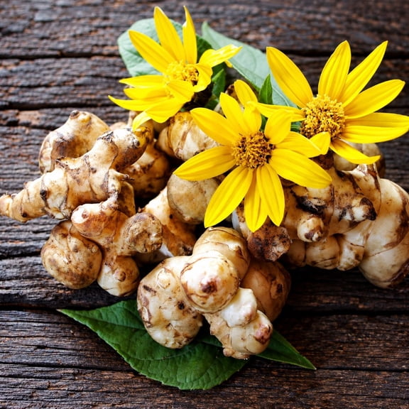 15 Jerusalem Artichoke Roots for Planting - Helianthus tuberosus Sunchoke Root Tubers for Garden, Containers & Home Growing