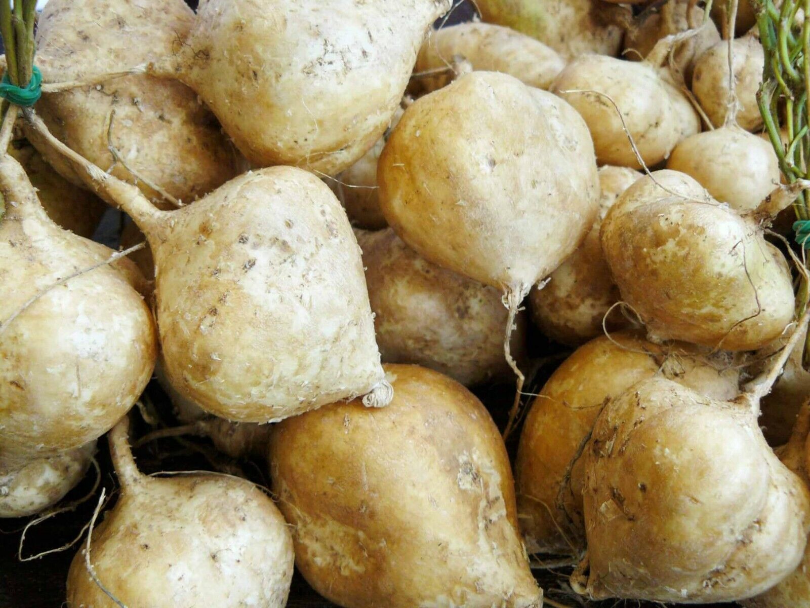 15 Jicama Seeds Vegetable Mexican Yam Bean Root Potato Seeds , 2024