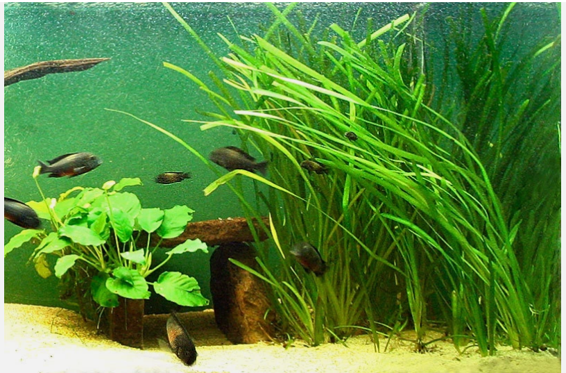 15 Jungle Vallisneria Live Aquarium Plants – Freshwater Easy Background Plants