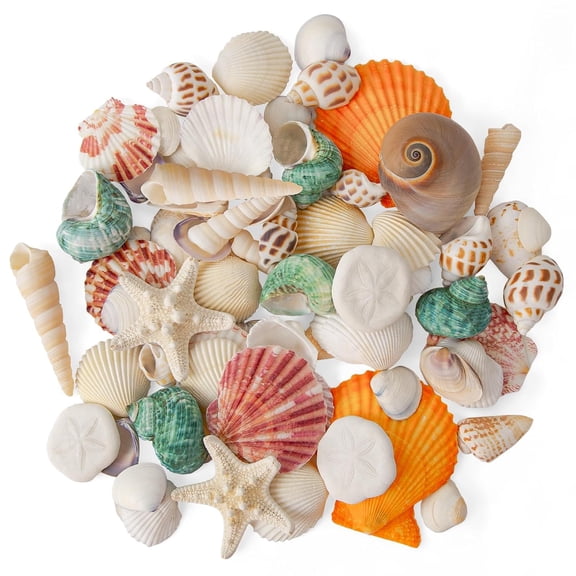 Hisekaai Mixed Sizes Multicolor Craft Shells 15 Count