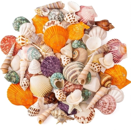 Hisekaai Mixed Sizes Multicolor Craft Shells 15 Count