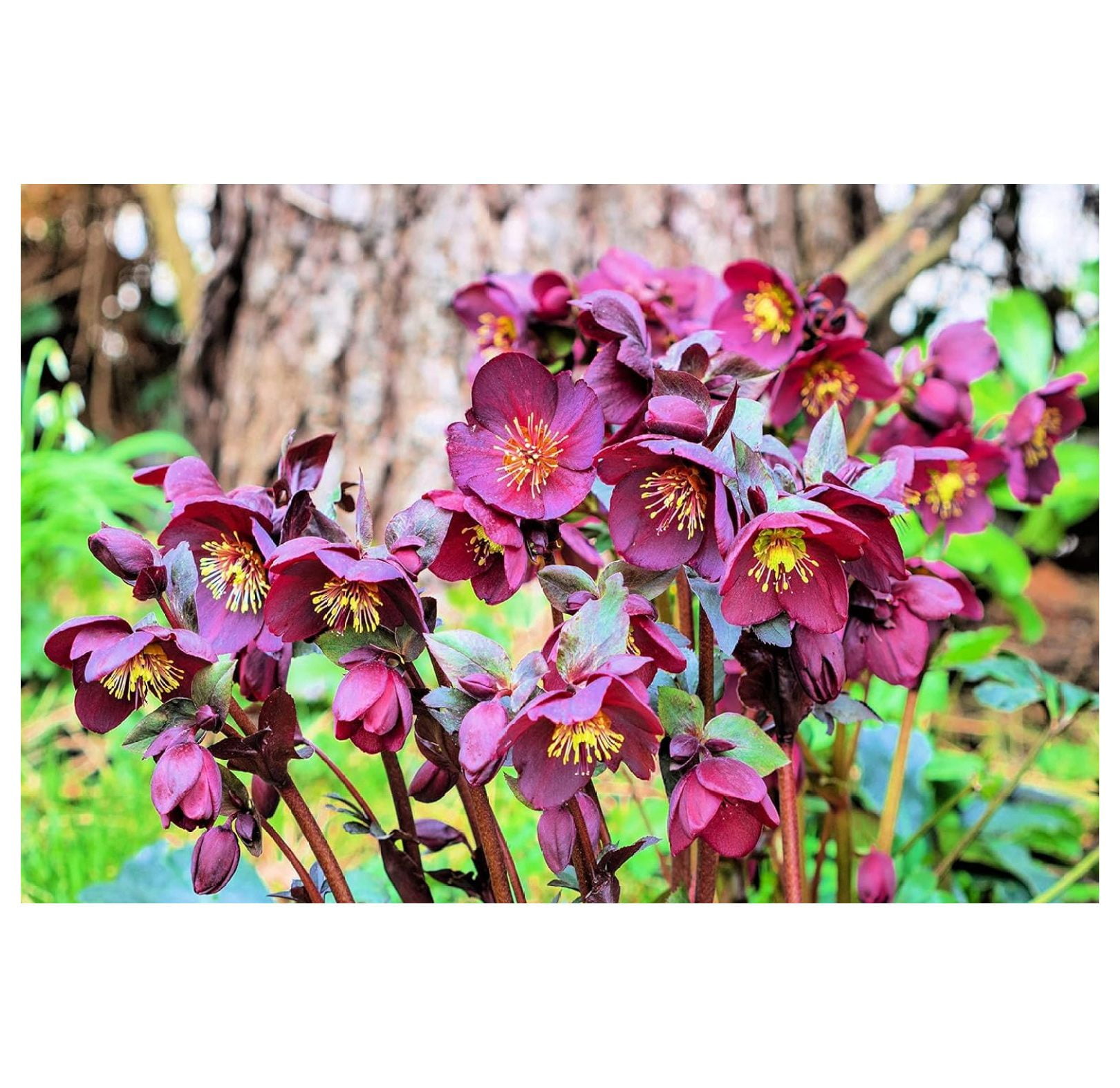 15 Lenten Rose Seeds for Planting Helleborus orientalis Rare Flower