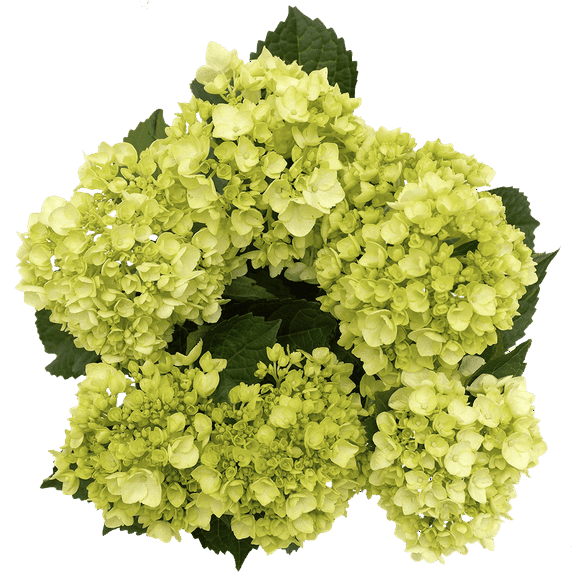 15 Light Green Mini Hydrangeas- Beautiful Fresh Cut Flowers- Express Delivery