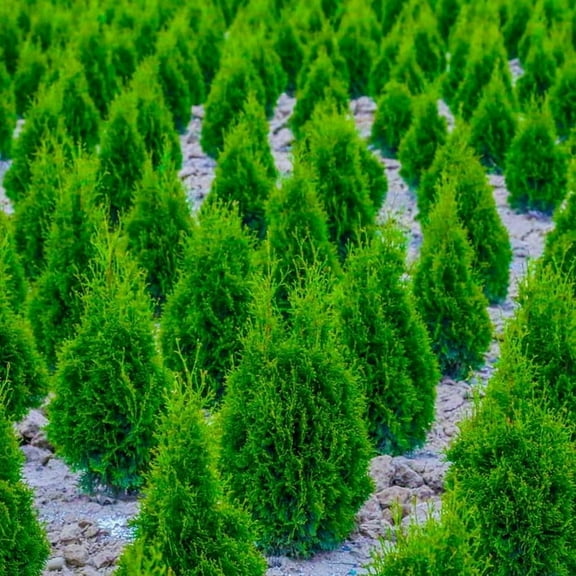 15 Murray Cypress Trees/Shrubs Live Plants 6-12" Tall in 2.5" Pots- Seedlings Live Plants- Privacy Screen Plants Outdoor Garden