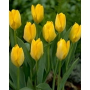 15 Nice Yellow Tulip Bulbs Flowers for Garden Planting Perennial Flower Fall Planting
