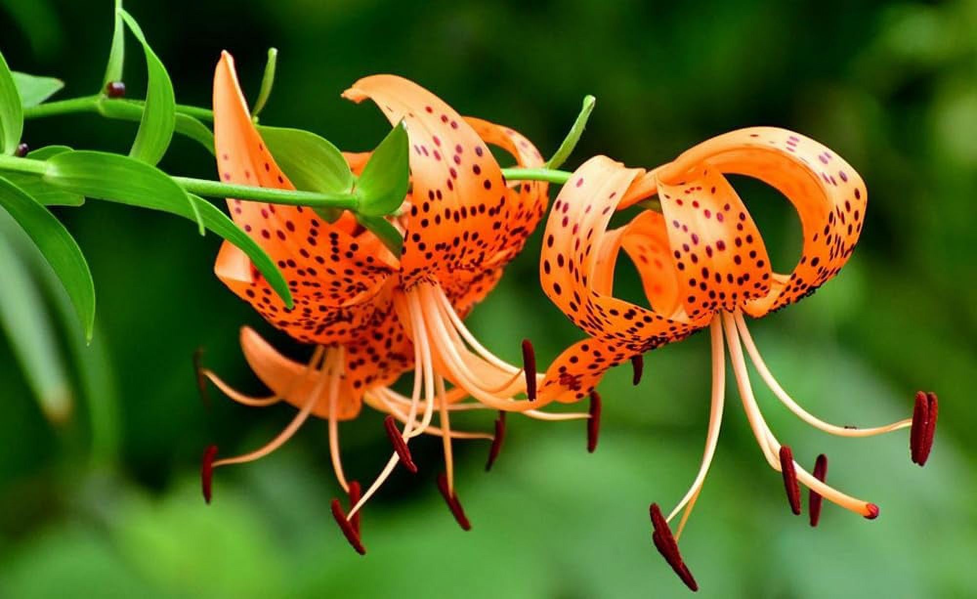 High-Quality Tiger Lily Seeds Background Art High-Quality Tiger Lily Seeds Background Art