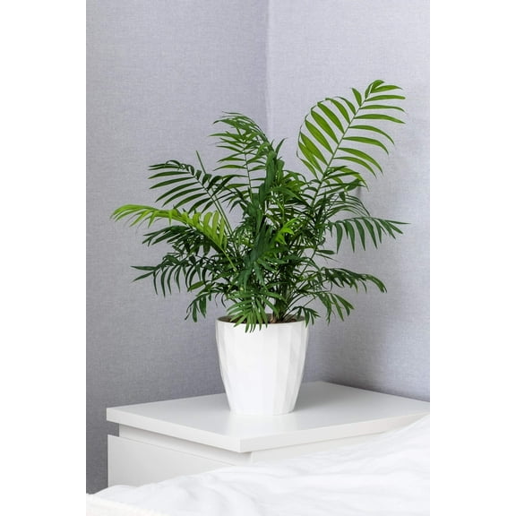 15 PARLOR PALM Neanthe Bella Palm Chamaedorea Elegans Tree Houseplant Seeds