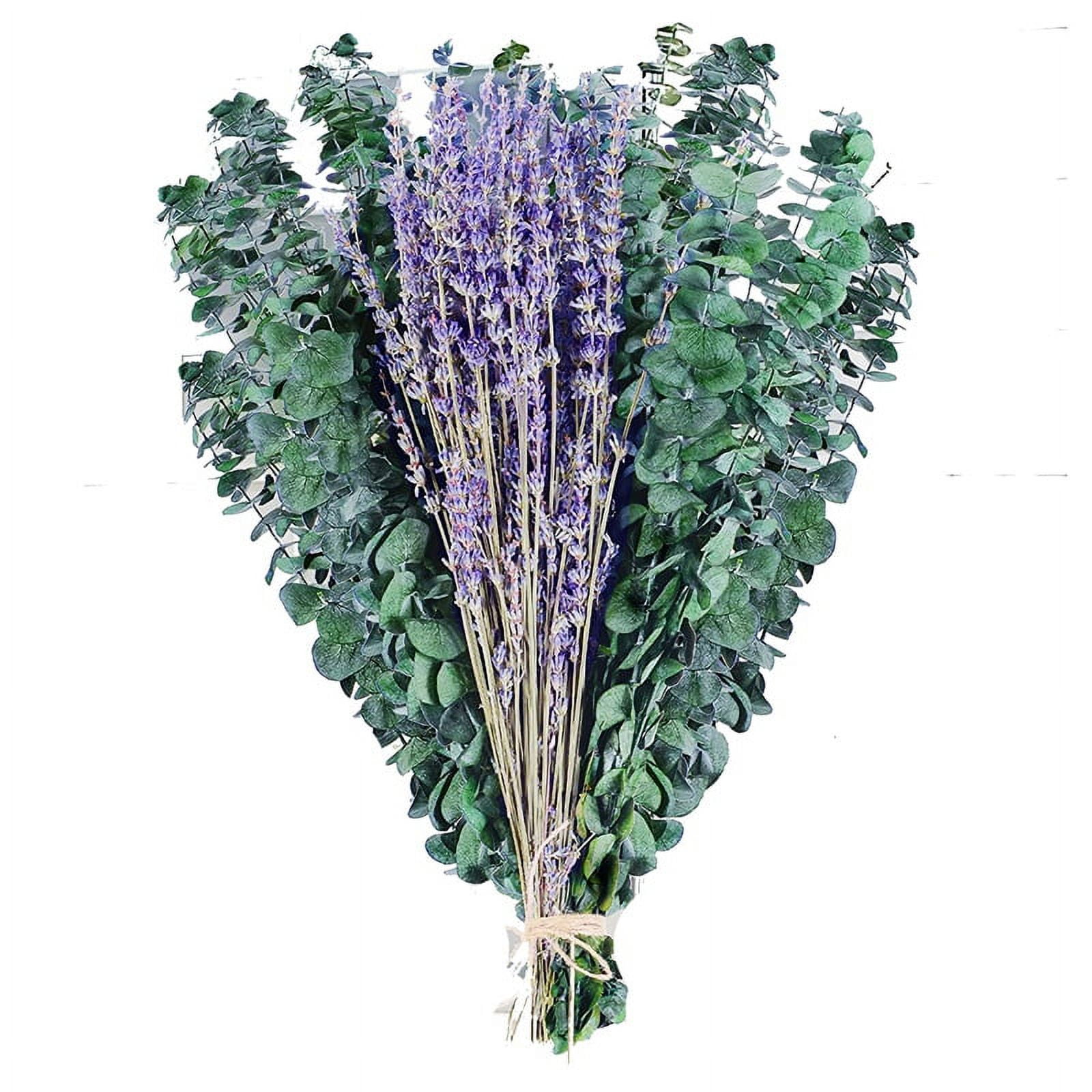 130 Stems Dried Lavender Flowers and Shower Eucalyptus Hanging Bouquet ,  120 pcs of Lavender Plant , 10 pcs of Eucalyptus Leaves Use of Home Decor