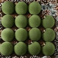 thumbnail image 1 of 15 Pcs Velvet Christmas Ball Ornaments, 4 Inch Dusty Green Flocked Christmas Tree Balls, Decorative Hanging Ornaments for Xmas Tree, Wreath, Garland or Wedding Holiday Party Decoration, 1 of 8