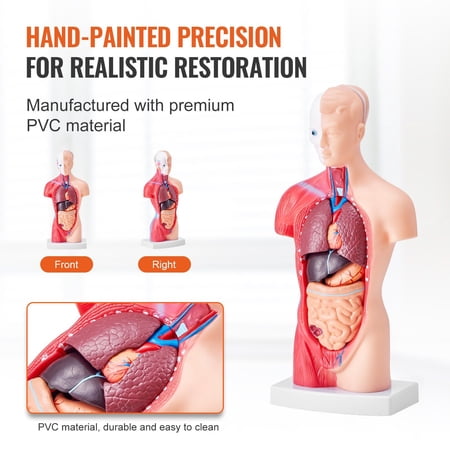 15-Piece Human Anatomy Model, 11" Tall with Removable Organs - STEM Teaching Tool for Classroom & Home Education
