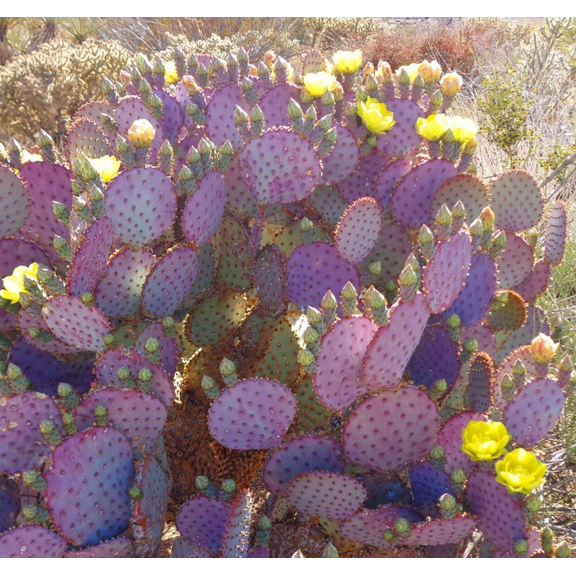 15 Purple Prickly Pear Cactus Seeds for Planting, Opuntia Macrocentra Rare Cactus Seeds