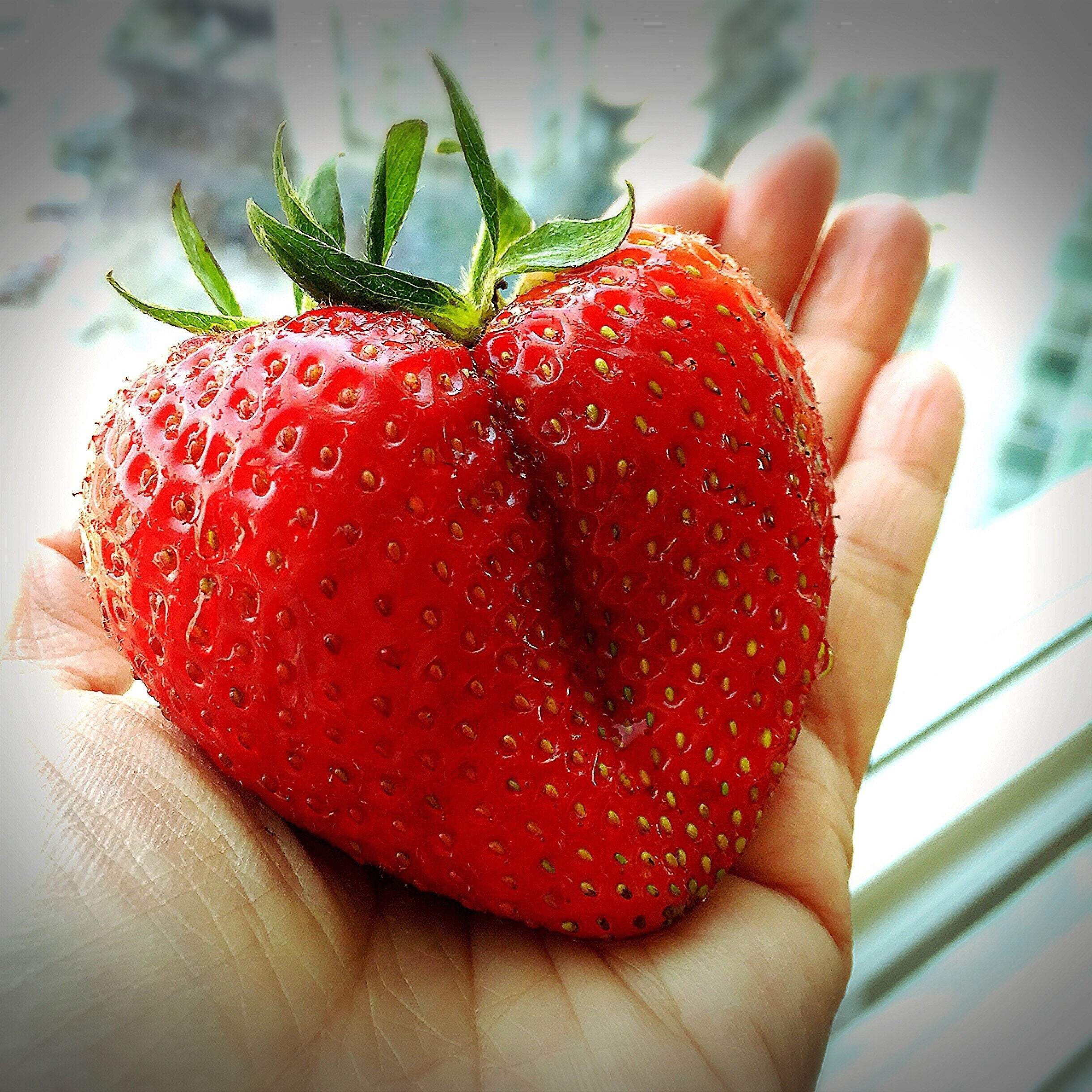 Seedville USA, Giant Strawberry Seeds, 15 Seeds, June Bearing