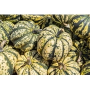 15 Seeds HEART Of GOLD Acorn SQUASH Winter Cucurbita Pepo Vegetable Seeds