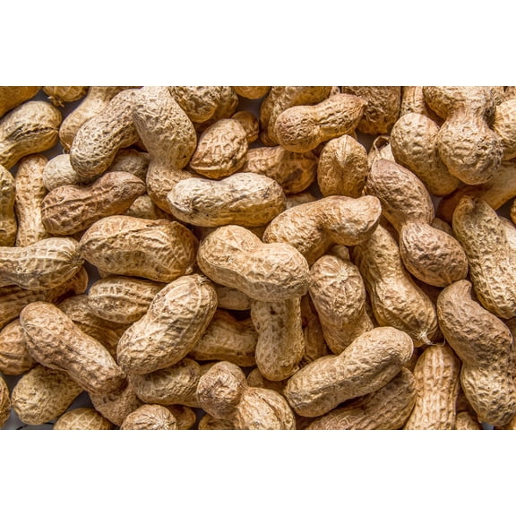 15 Seeds ' JUMBO ' VIRGINIA PEANUT Arachis Hypogaea Perennial Nut Plant