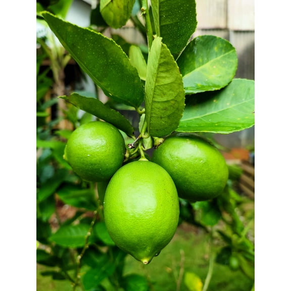15 * Seeds KEY LIME Citrus Aurantifolia Fruit Tree Shrub Seeds
