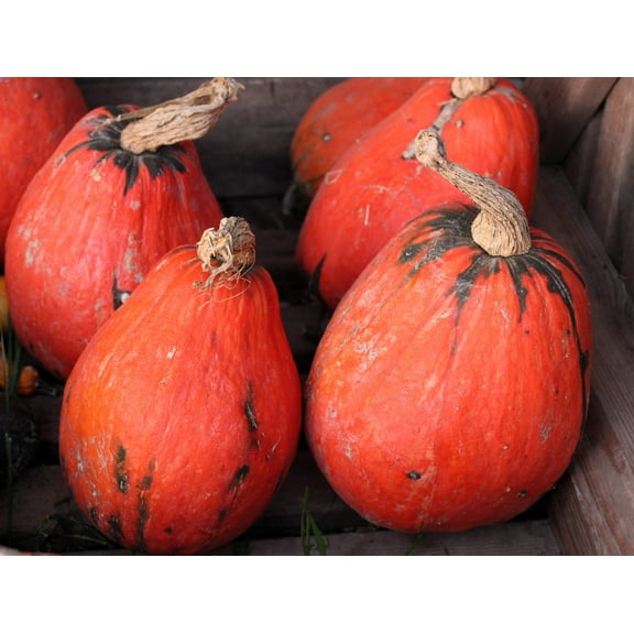 15 Seeds Orange Heirloom SQUASH Cucurbita Maxima Winter Red Orange Green Native Vegetable Seeds