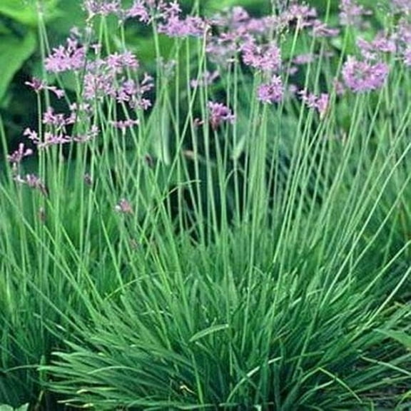 Ulareyoy 15 Society Garlic Plant Seed Heirloom Vegetable Variety