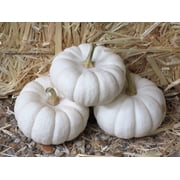15 Seeds WHITE Baby Boo MINI PUMPKIN Miniature Cucurbita Pepo Vegetable Seeds
