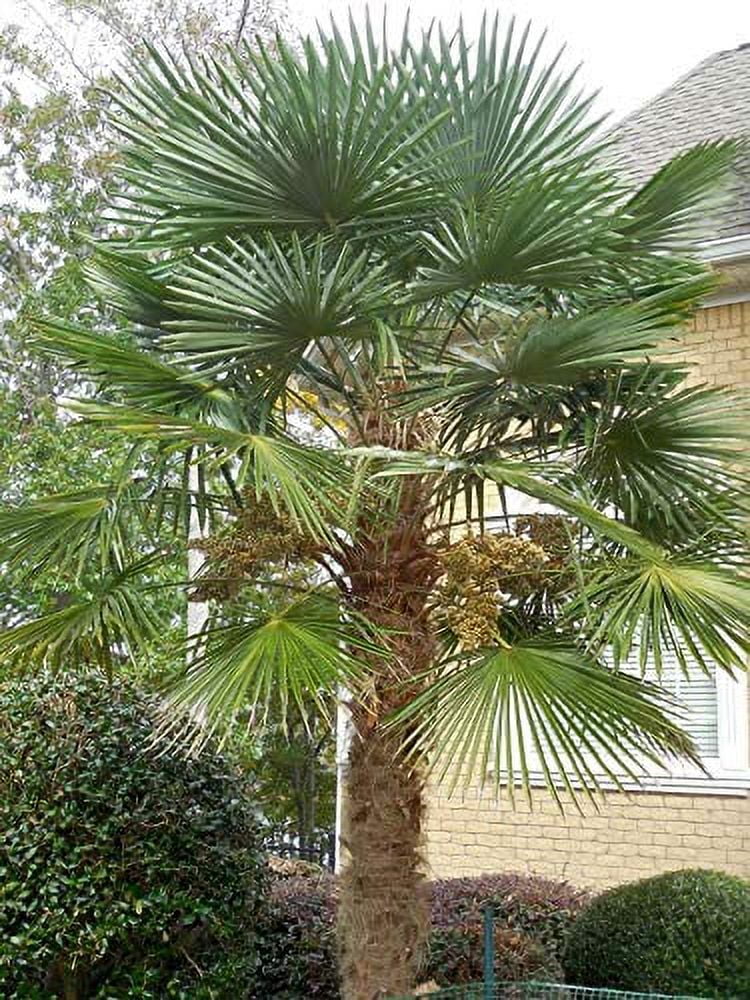 15 Seeds of Cold Hardy Windmill Palm Tree Seeds (Trachycarpus fortunei)