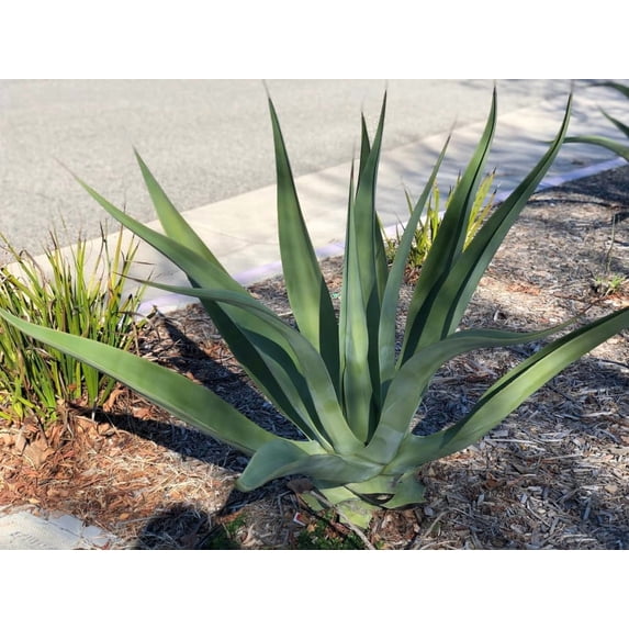 15 Shin Dagger Agave Seeds for Planting Agave lechuguilla Pale Blue