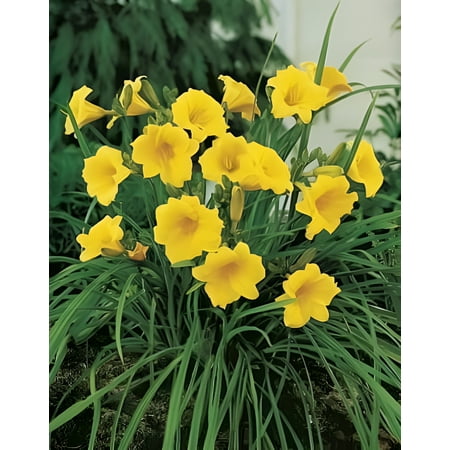 15 Stella D'Oro Bareroot 1-2 Fan Plants