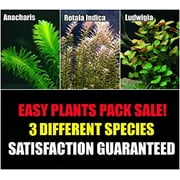 15+ Stems - 3 Kinds - Anacharis, Rotala Indica, Ludwigia Repens