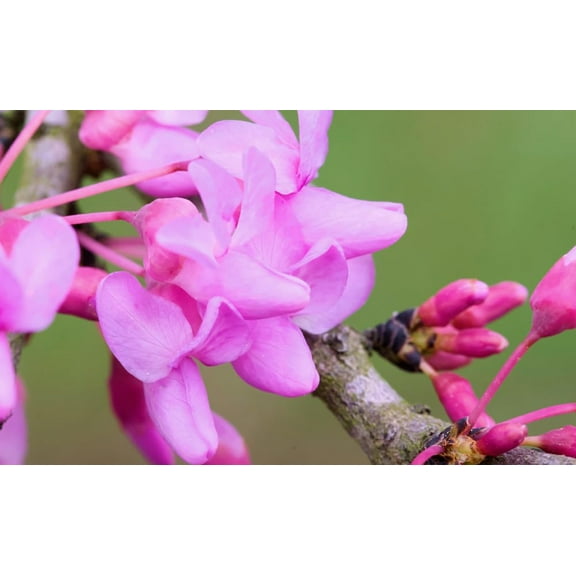 15 Texas Redbud Tree Seeds for Planting - Cercis Canadensis VAR. texensis