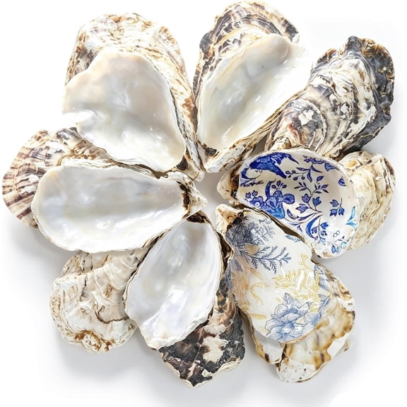 15 count Large Oyster Shells for Crafts,4-5 Inch Concave Big Oyster Shell