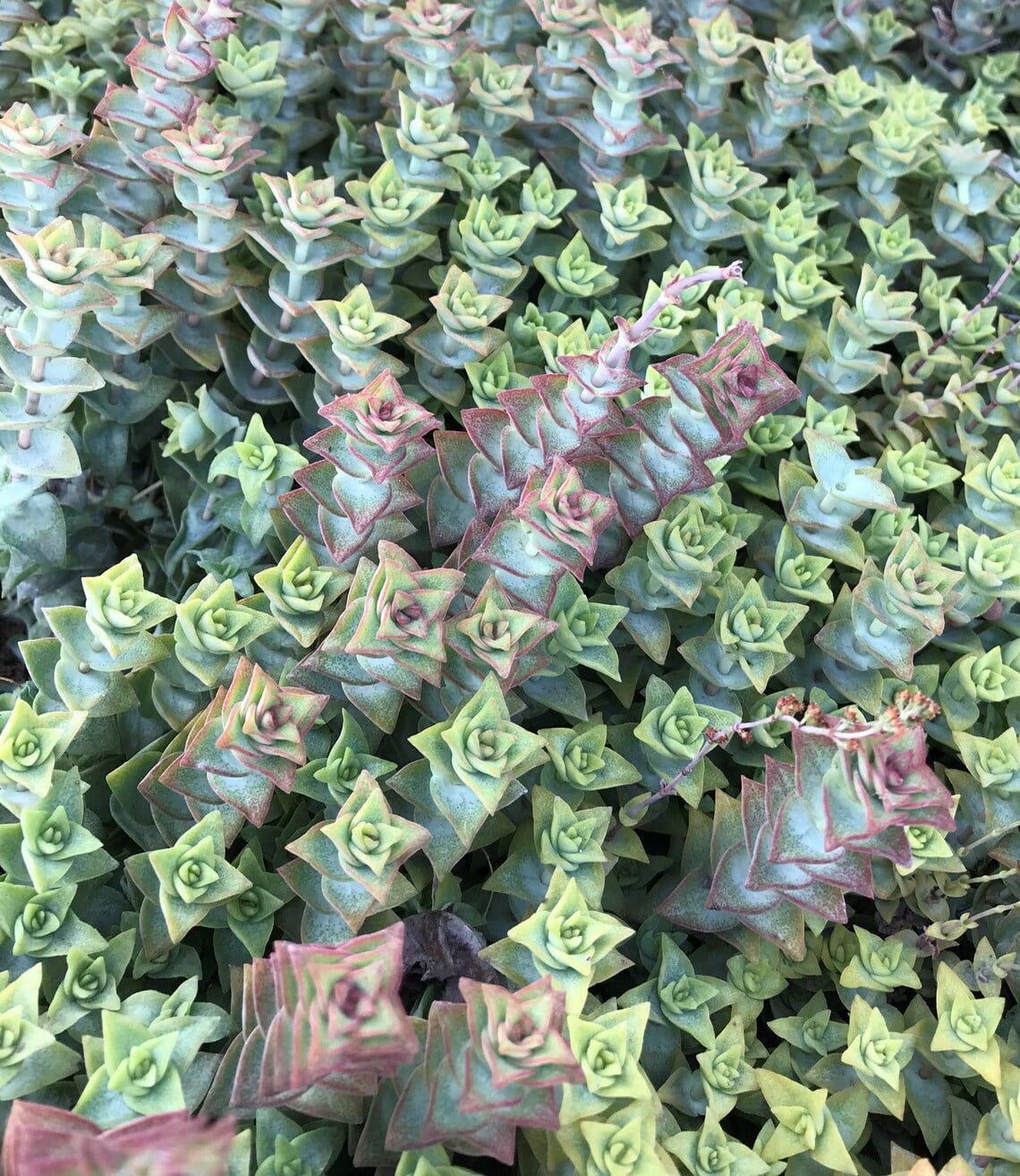 15 cuttings Crassula Perforata Variegata Succulent Live plants Cactus Kids  gift flower garden - Walmart.com