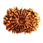 15 mukhi Rudraksha Bead Fifteen Face Rudraksha Bead Natural Nepal Origin 15 mukhi Rudraksha