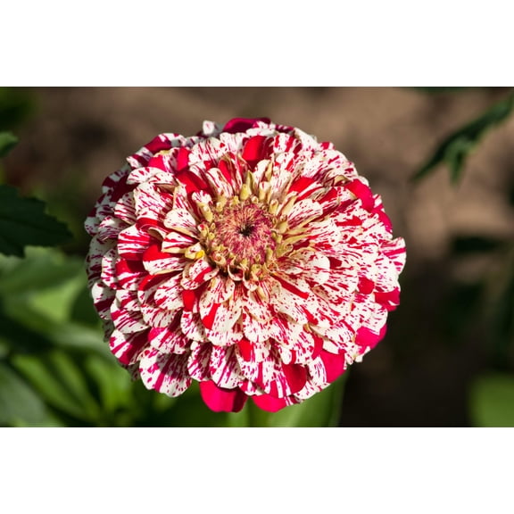150 CANDY STRIPE ZINNIA Mix Elegans Flower Seeds Mixed Colors with Red Stripes