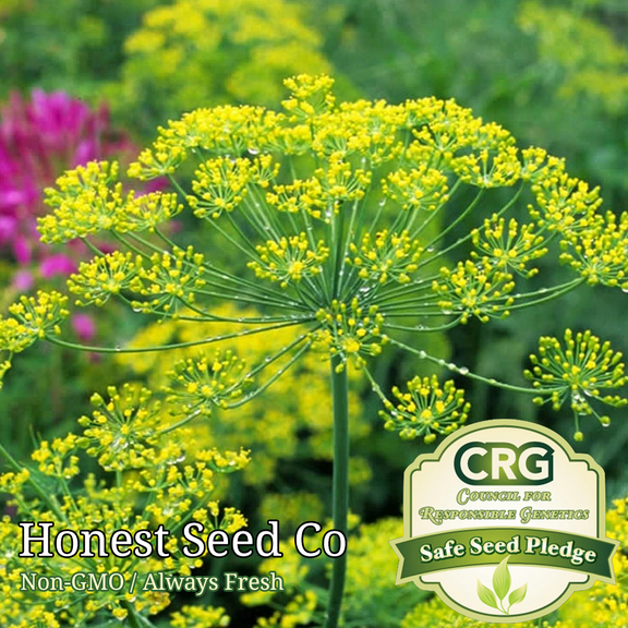 150+ Dill Seeds - Bouquet | Non-GMO Heirloom Garden Seeds from USA