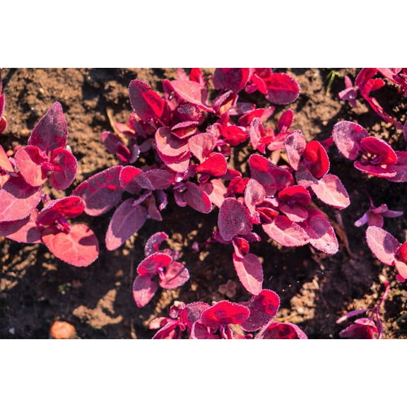 150 MAGENTA MAGIC ORACH Mountain Spinach Atriplex Hortensis Red Leaf Vegetable Greens Seeds