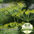 thumbnail image 1 of 150+ Mammoth Dill Seeds | Non-GMO | Fresh Garden Seeds, 1 of 1