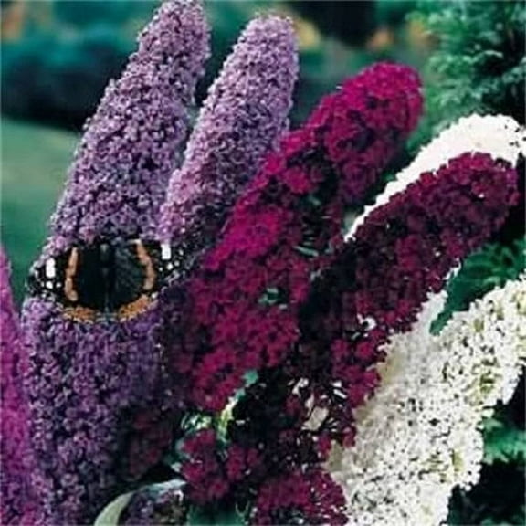150 Mixed Colors Butterfly Bush Buddleia Davidii Flower Shrub Seeds