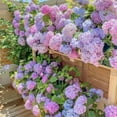 150+ Mixed Hydrangea Seeds for Planting Flowers Bush Plants Garden