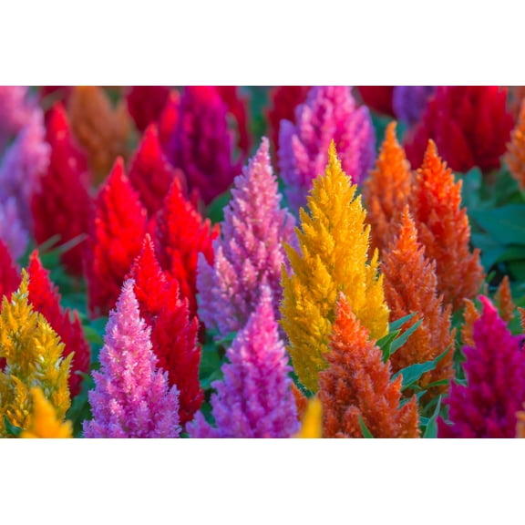 150 Mixed PAMPAS PLUMES COCKSCOMB Celosia Plumosa Flower Seeds