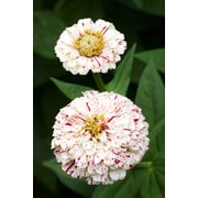 150 PEPPERMINT STICK ZINNIA Mix Mixed Colors Red Stripe Elegans Flower Seeds