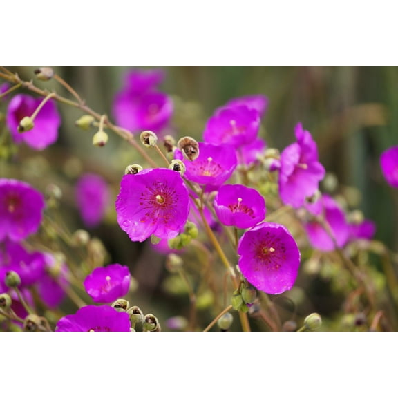 150 RED ROCK PURSLANE ' Ruby Tuesday ' Calandrinia Umbellata Flower Herb Seeds